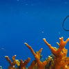 How to Prepare for Your First Scuba Diving Lesson